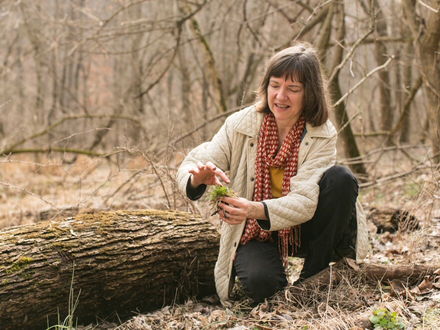 Naha demonstrates how to pick hairy bittercress in Pequea, Pa.