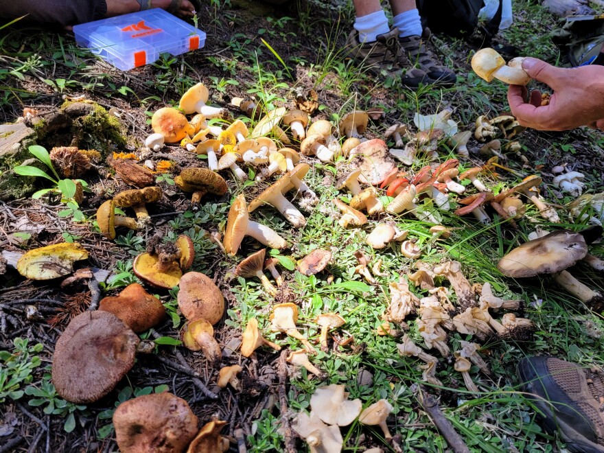 A collection of mushrooms found on the foray and spread out on the ground for an identification instruction session