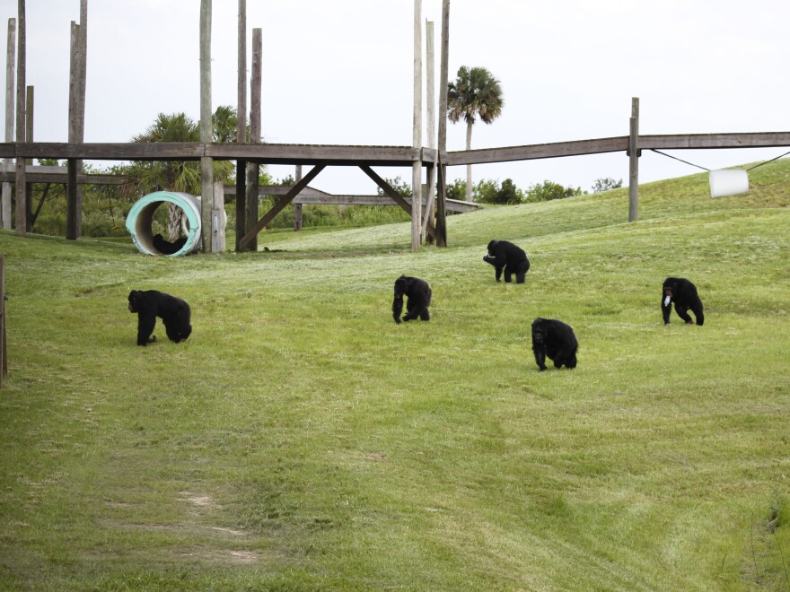 Caring for the animals at Save the Chimps costs about $15,000 per chimp per year.
