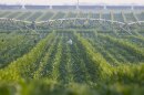 An irrigation pivot waters a corn field in Nebraska. Many farmers in Nebraska and Kansas rely on irrigation to water their corn fields. But the underground aquifer they draw from will run dry.