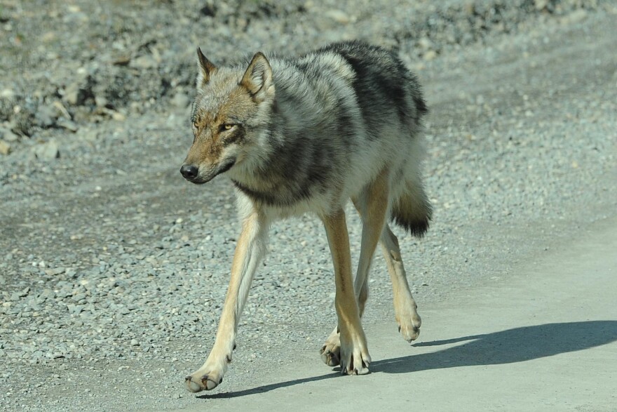 A wolf sighting on the Denali Park Road (June 2010).