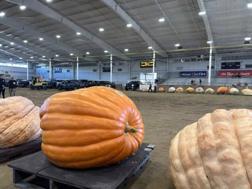 Pumpkins wait to be weighed off at the Topsfield Fair.