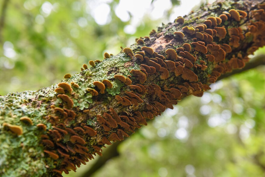 Mushrooms grow on a log on Monday, July 17, 2023, in Malissa Briggler’s(cq) backyard in New Bloomfield, Mo. Mushrooms are a type of fungus with a so-called “fruit” part that can be harvested for consumption without hurting the rest of the organism.