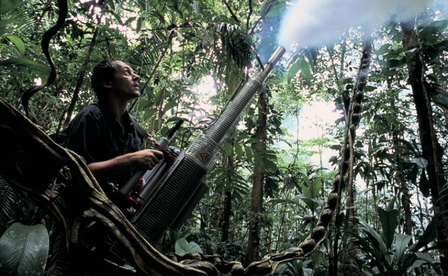 Jurgen Schmidl fogs the forest understory with insecticide to help in the collection of specimens.