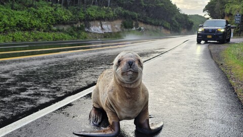 A sea lion on the shoulder of a highway.