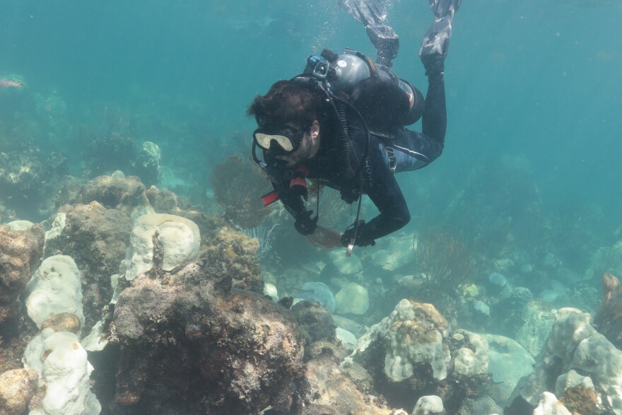 NOAA research ecologist Ian Enochs inspects bleached coral at Cheeca Rocks in the Florida Keys National Marine Sanctuary on July 31.