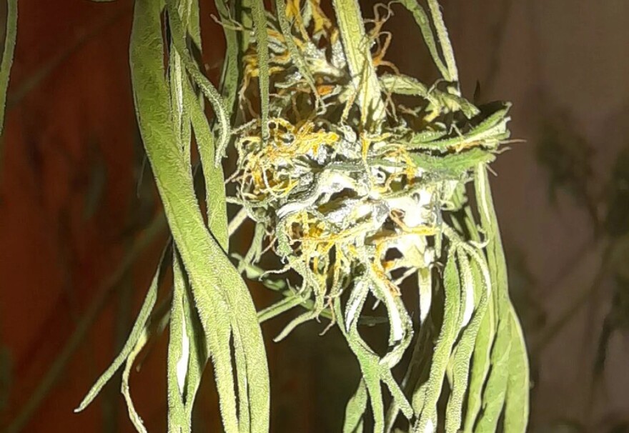 The flowering bud of a hemp plant