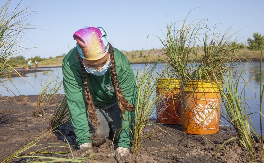 The grasses greatly reduce pollutants in the water by filtering out excess nutrients and chemicals.