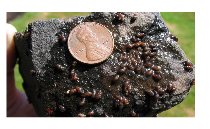 New Zealand Mudsnails are resistant to containment efforts. They have already been found in the Colorado, Gunnison, and Eagle Rivers. This is the first time they've been detected in the Roaring Fork.