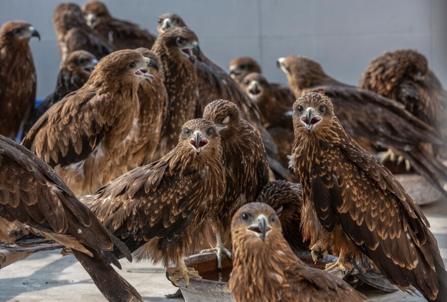 Injured black kites at Wildlife Rescue, a clinic run by brothers Nadeem Shehzad and Muhammad Saud in Delhi. Over the past 12 years, they've treated nearly 26,000 of the raptors. The brothers are featured in a new prize-winning documentary, <em>All That Breathes, </em>opening in the U.S. this month and coming to HBO in 2023.