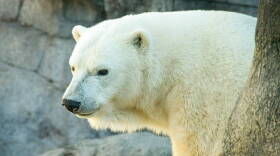 Tundra The Polar Bear