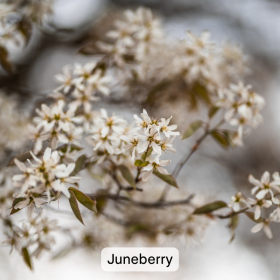 A juneberry bush in full flower. It has a twig with many small, white flowers with five narrow, long, white petals. The background is blurry. The image is captioned "Juneberry". 