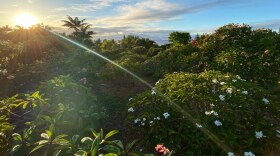 Maui Plumeria Gardens in Haʻikū on Maui.