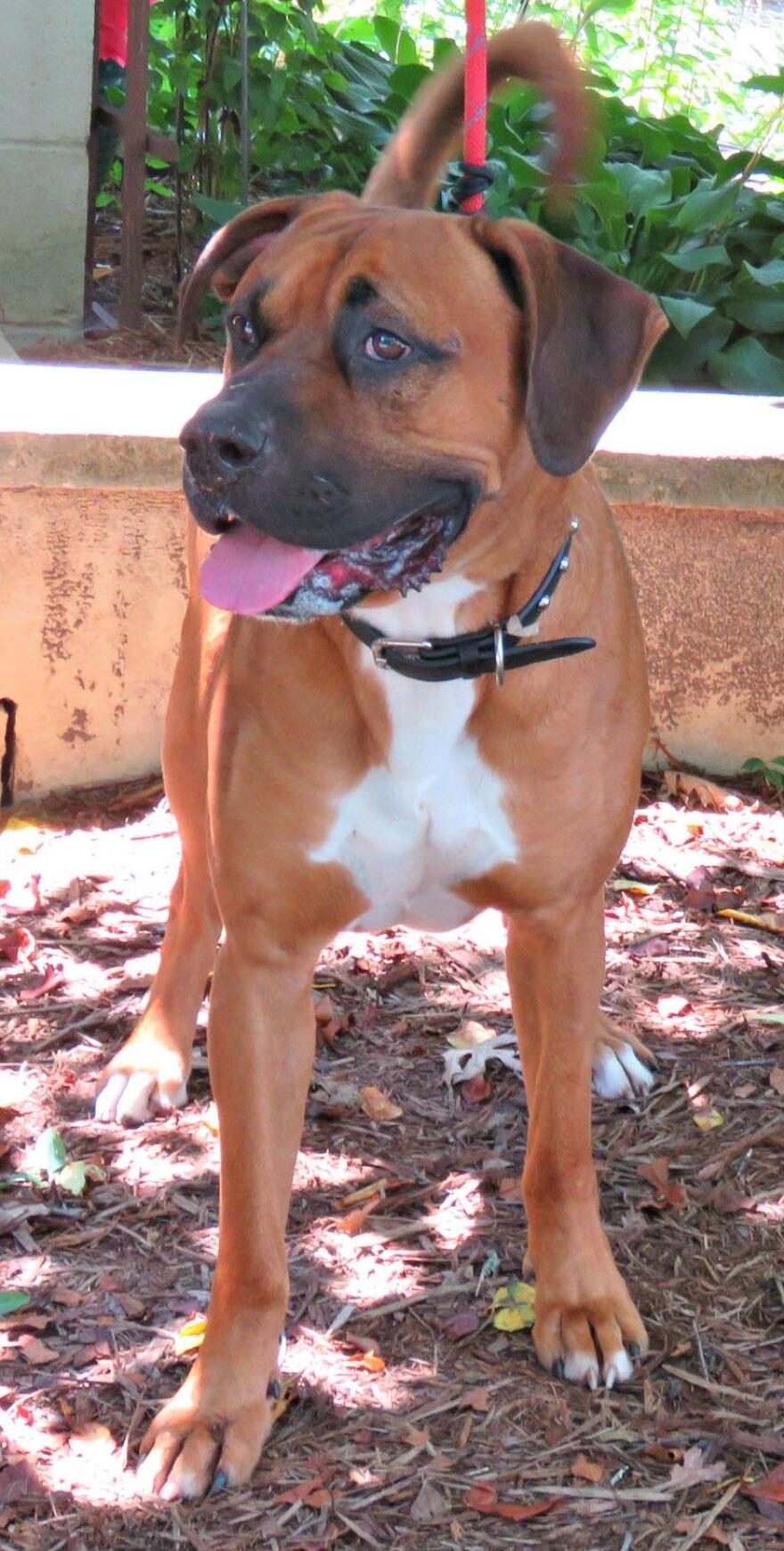 Rocco