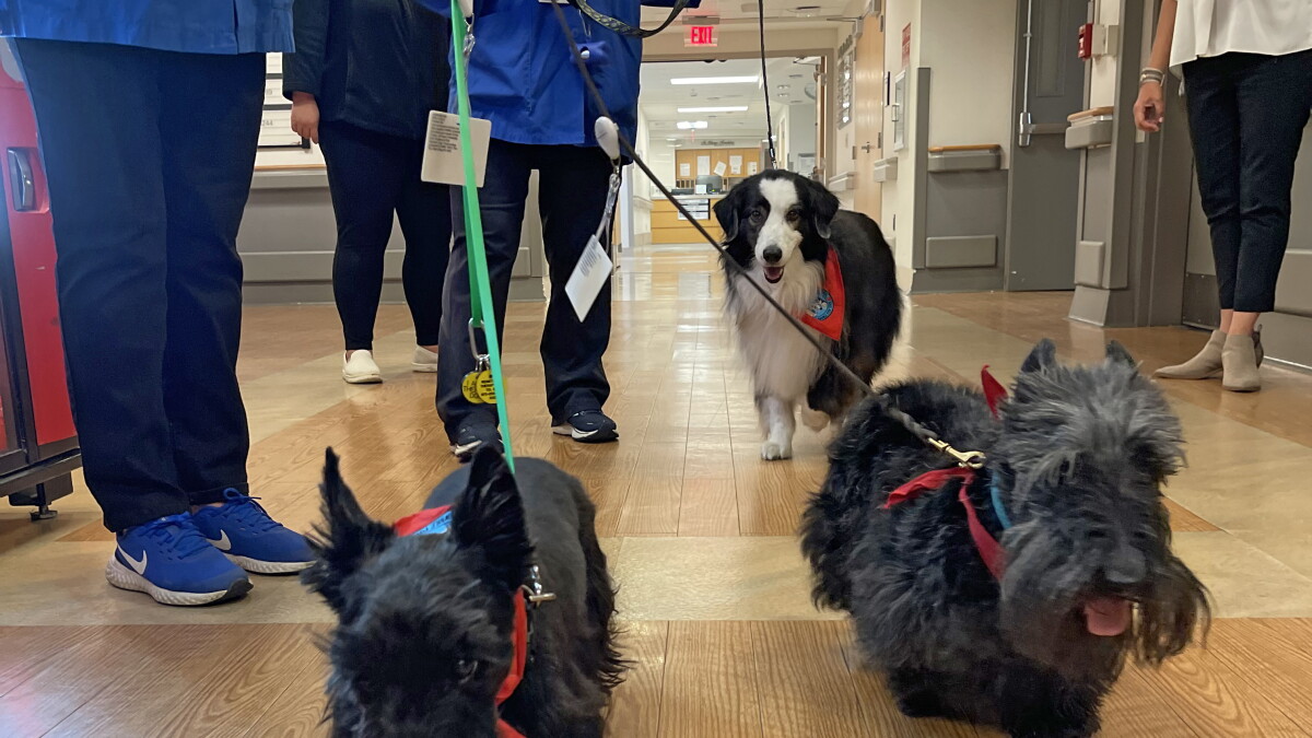 More than puppy love, Mount Nittany Medical Center starts therapy dog program - Vimarsana News