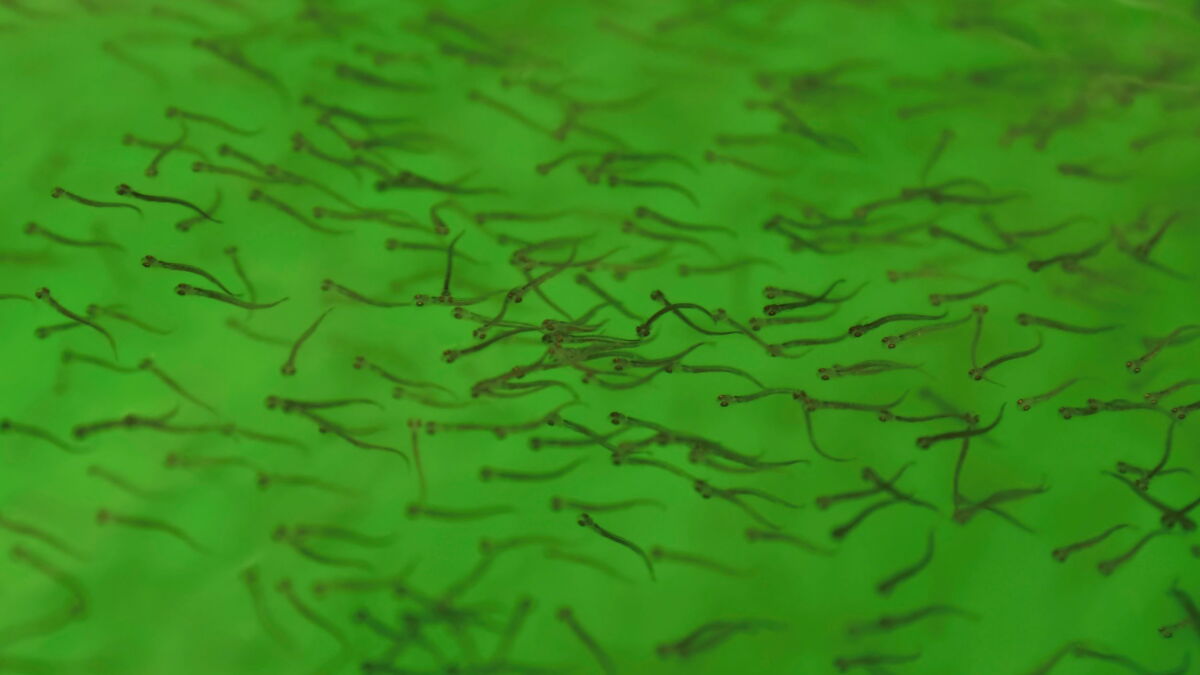Anishinaabe tribes work to save a fish significant to their culture and an important source of protein - Vimarsana News