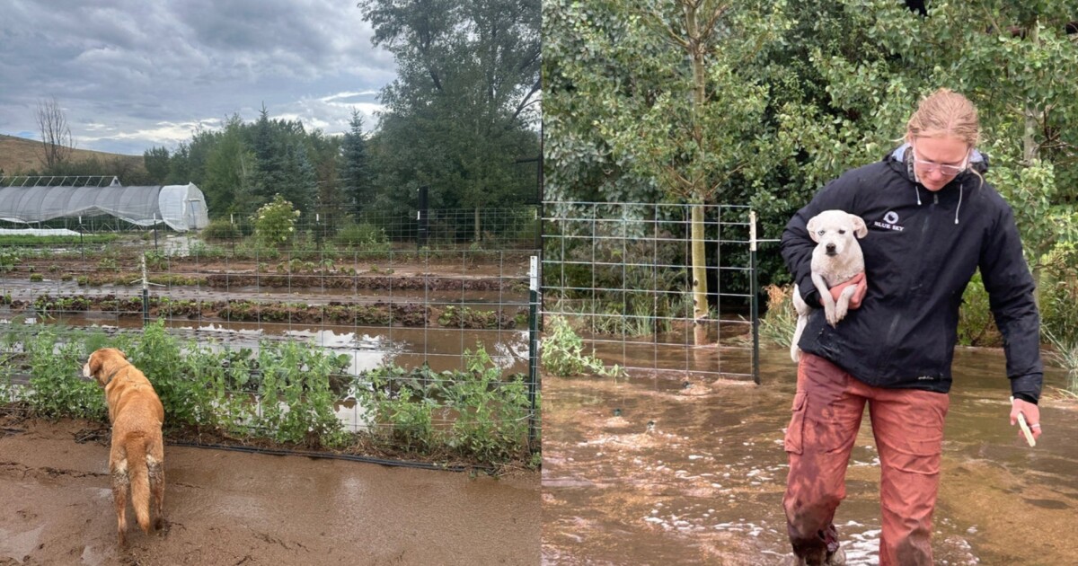 Gracie’s Farm rebuilding after monsoonal rains destroy $10K in crops
