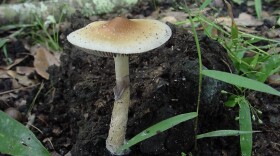 Psilocybe Cubensis, also known as magic mushrooms, primarily work through the compound psilocybin, which has been shown to have benefit for a variety of mental health disorders. New Mexico is just the thir state to legalize psilocybin for medical use, and the first public meeting of the board overseeing the program will take place Friday December 5th.