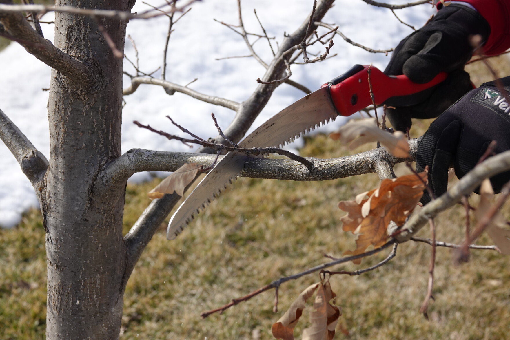 Pruning oak trees to avoid oak wilt | Iowa Public Radio
