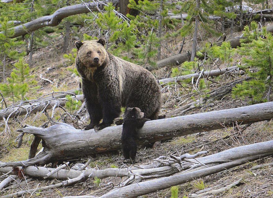 FILE - This April 29, 2019 file photo provided by the United States Geological Survey shows a grizzly bear and a cub along the Gibbon River in Yellowstone National Park, Wyo.  U.S. wildlife officials on Friday, Feb. 3, 2023  have taken the first step to lift federal protections for grizzly bears in the northern Rocky Mountains, which would open the door to future hunting in several states. (Frank van Manen/The United States Geological Survey via AP,File)
