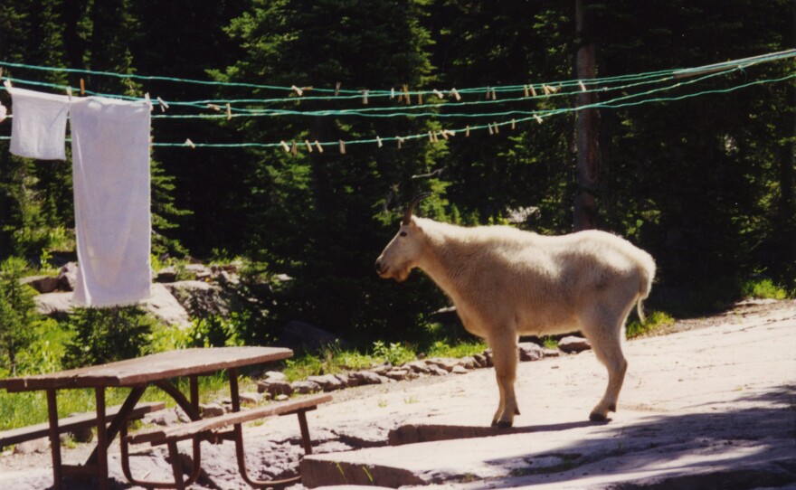 A mountain goat roams through a campsite near the Sperry Chalet.
