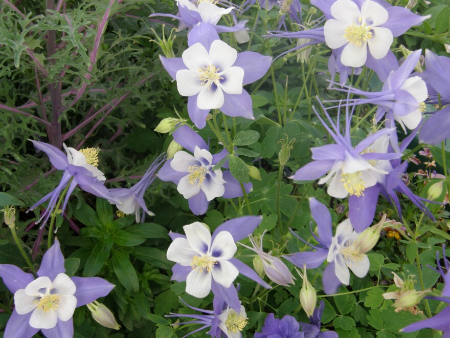 Columbine "Swan Blue white" ...bicolored columbines grace landscapes in April with their stately flower stalks arising above the plant foliage.