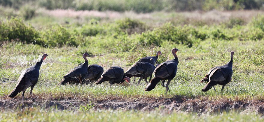 A flock of wild turkeys at DeLuca Preserve near State Road 60 on Monday, November 8, 2021. 
