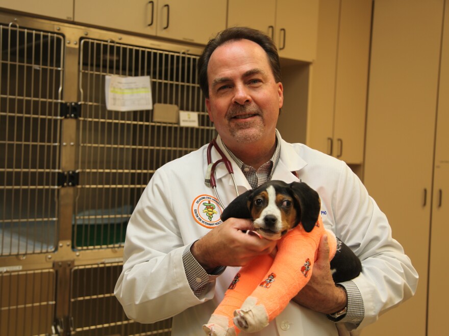 Dr. Erik Clary holds Milo on Wednesday at Oklahoma State University's Center for Veterinary Health Sciences. Clary and his team said it will take intensive rehabilitation for Milo to learn to walk.
