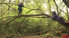 At Cedarsong Nature School kids are not just allowed but encouraged to climb trees, even without shoes. (Greg Davis/KCTS)