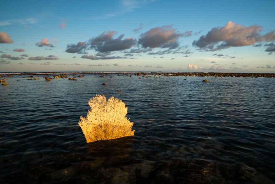 A seafan reflecting a golden sunset