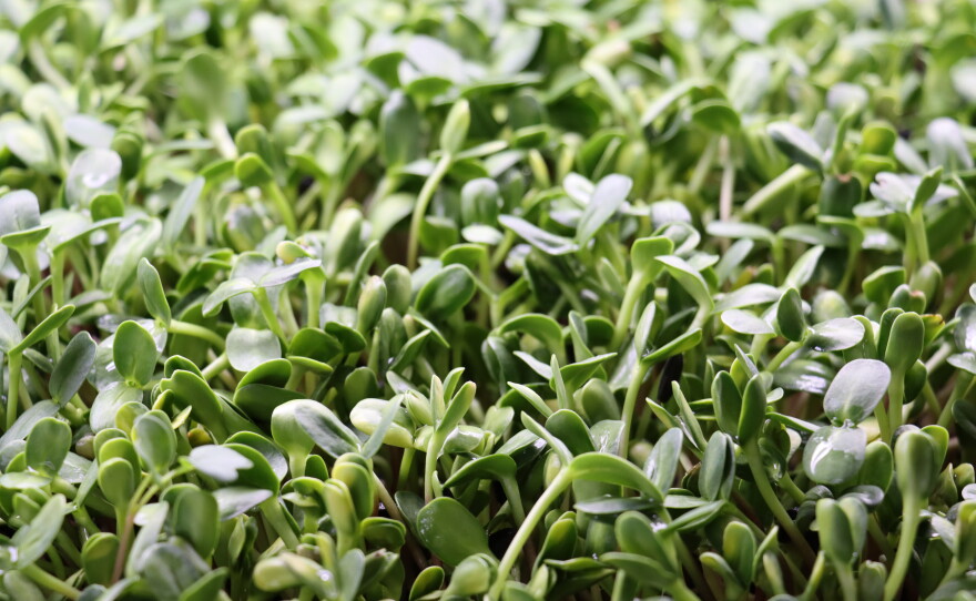 tiny green leaves poke out under a grow lamp