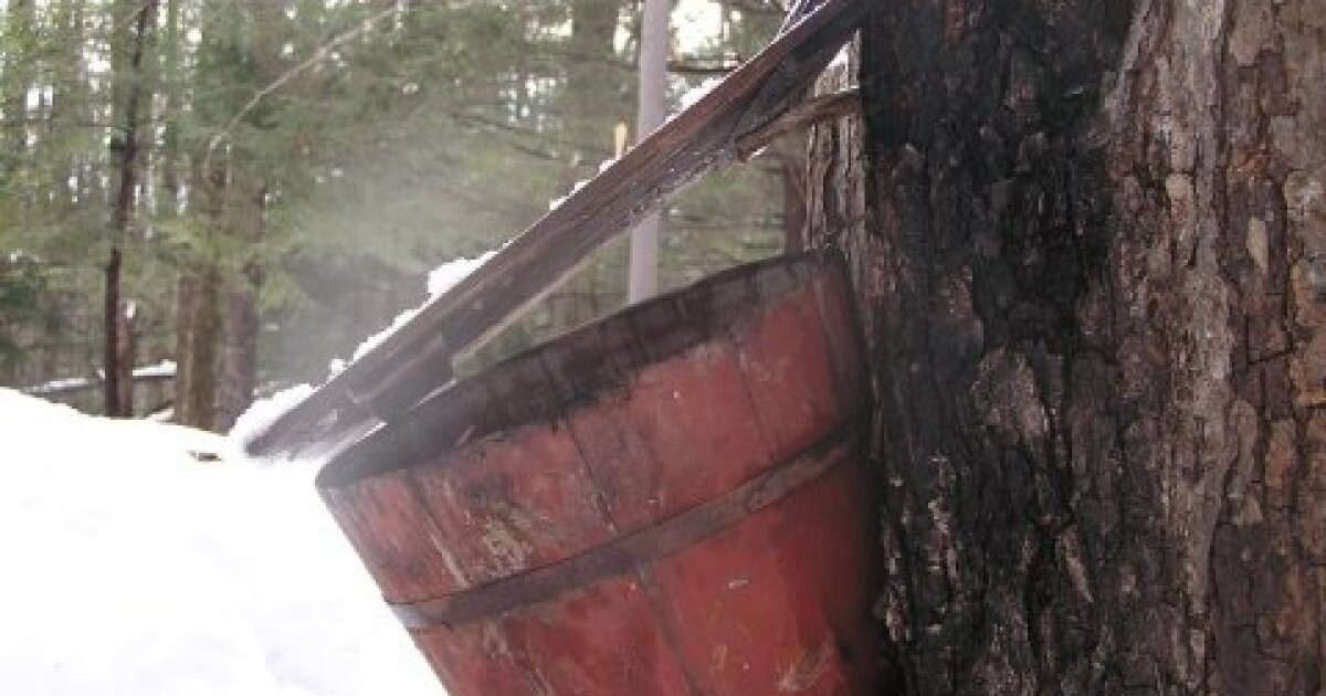 Maple Fest At The Ashokan Center WAMC