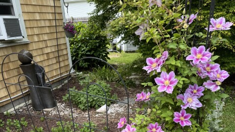 We say goodbye to May's tulips and watch for June's flowers to come into bloom.