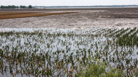 Flooded cornfields in Illinois.