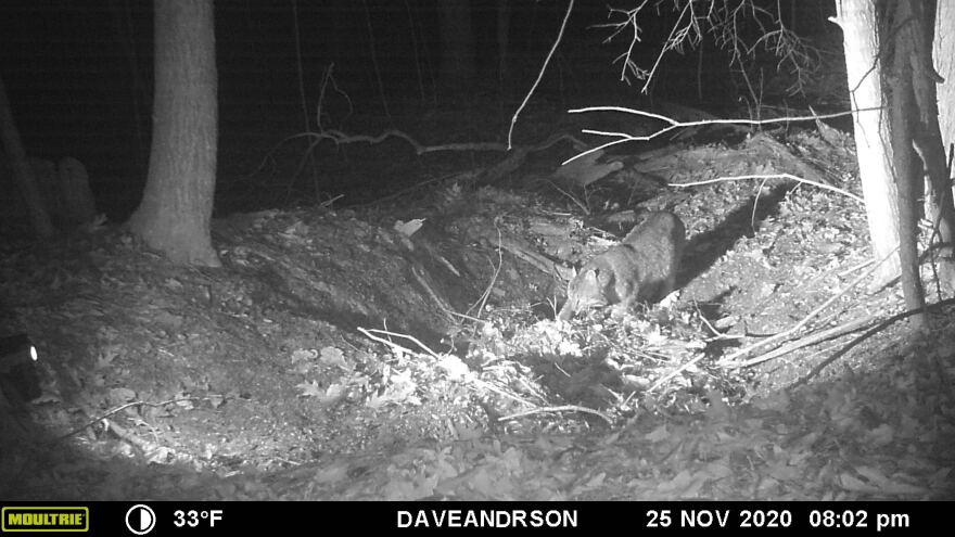 From Dave Anderson's wildlife camera.