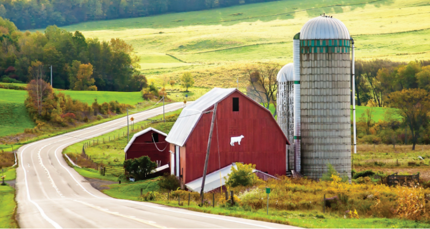 A red farm is seen on the side of a road. There is a white cow on the front of the barn. The field surrounding the building are green, with some of the trees starting to change colors to red and orange. 