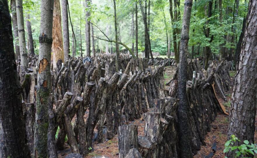 Ozark Forest Mushrooms preps about 10,000 logs each year to grow shiitake mushrooms on under the shade of yellow pine trees. Each log can produce mushrooms for up to three years.