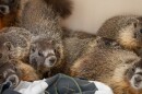 Marmots sitting in a blanket.
