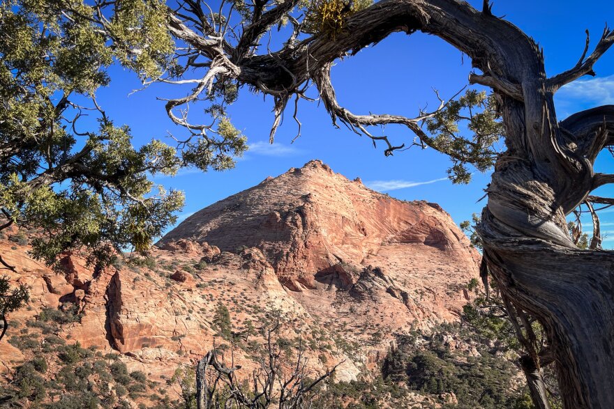 If some ponderosa pines succumb to the worsening conditions, it’s possible they could eventually be replaced by other species, such as the juniper seen here, Nov. 30, 2024.
