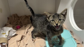 A small tabby kitten meows while standing in a cage.