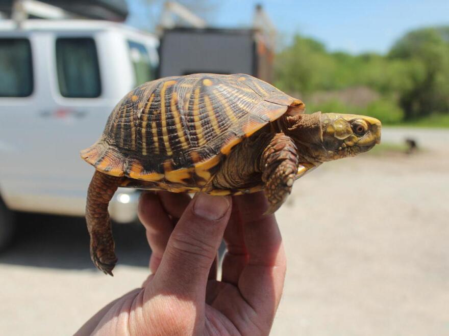 Ornate box turtles once roamed Iowa's native prairies along with herds of wild bison. The turtles' habitat was largely destroyed when European settlers plowed the state's grasslands.
