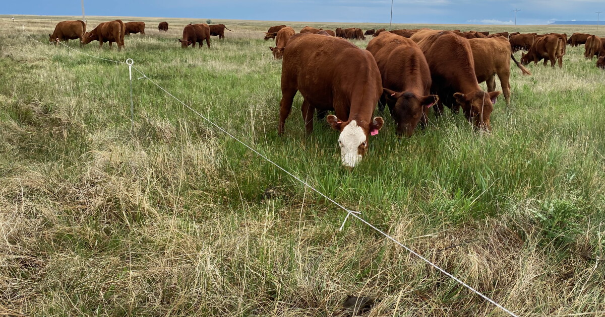 Let's Talk about the New World screwworm, and other issues affecting New Mexico ranchers