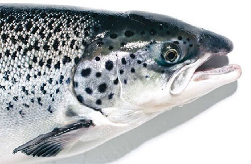 AquaBounty says its GE salmon grows to maturity in half the time of a conventional Atlantic salmon. Photo: AquaBounty.