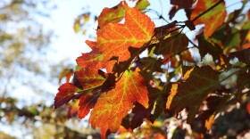 Fall Foliage on Long Island