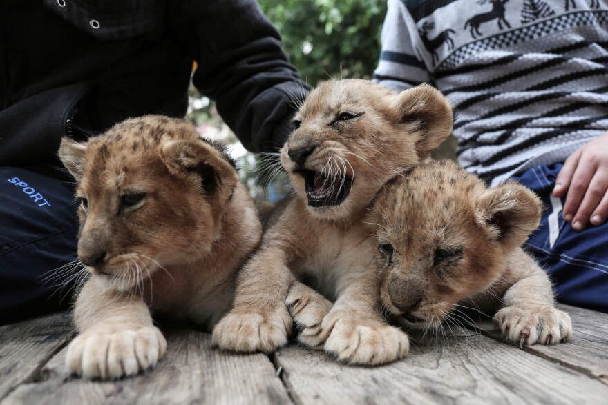 A Palestinian man and a child play with lion cubs at the zoo in Rafah in 2017.