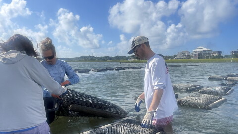 Andrew Barfield (right) and other research assistants taking part in Juliet Wong's study sift through a bag of oysters to record how many have died. The study seeks to capture environmental data leading up to mass oyster mortality events across two research farms.