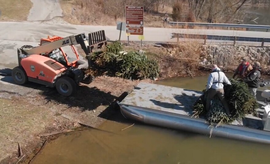 Discarded Christmas trees being loaded onto a boat for repurposing as fish habitats