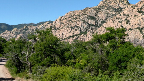 An evergreen oak woodland is in the foreground of this photo with the granite slopes that form the core of the Dragoon Mountains in the background.