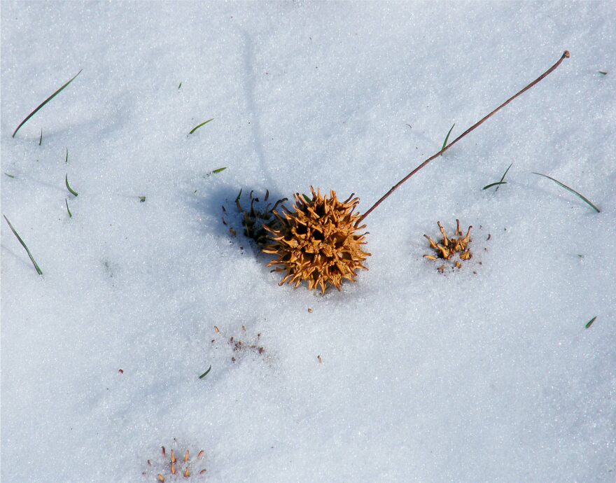 seed on snow