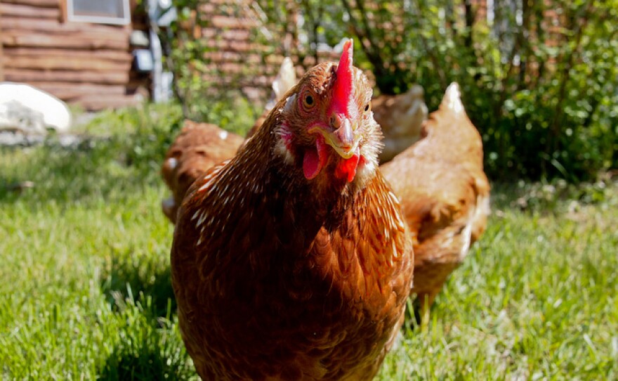 Chickens_co_adamjackson1984.jpg